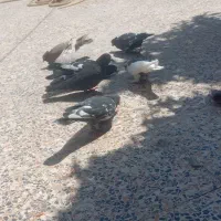 کفتر