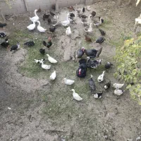 بوقلمون و قوغاز