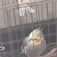 پرنده‌ی طوطی‌(عروس هلندی)