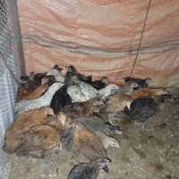 جوجه مرغ و خروس محلی