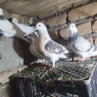 پرشی گم شده