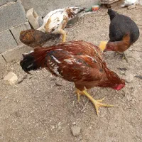 مرغ وخروس لاری