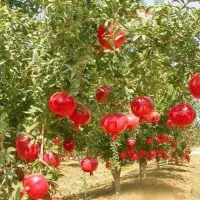 نهالستان پالیز دارای مجوز رسمی از جهاد کشاورزی|خدمات باغبانی و درختکاری|ارژن, |دیوار