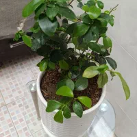 گل و گلدان بونسای یا بنسا