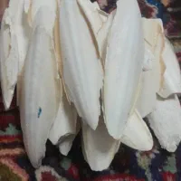 کف دریا...|فعالیت داوطلبانه|بوشهر, |دیوار