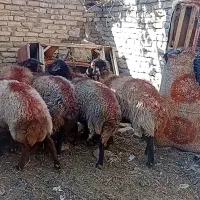 ۷ راس میش جوان ابستن