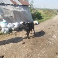 گاو چالوسی به همراه گوساله نر|حیوانات مزرعه|سنگر, |دیوار