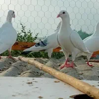 ۴کبوتر