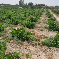 زمین کشاورزی در ۲۰۷۰ متر در علی آباد محیط|فروش دفتر صنعتی، کشاورزی، تجاری|جوادآباد, |دیوار