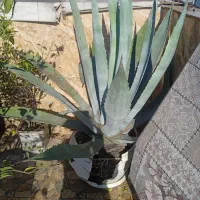 گل های زیبا|گل و گیاه طبیعی|رشت, معلولین|دیوار