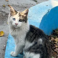 گربه|گربه|خسروشاه, |دیوار