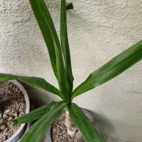 یوکا|گل و گیاه طبیعی|کرج, حصارک پایین|دیوار