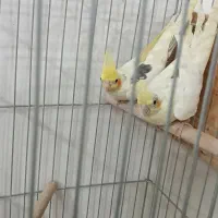 عروس هلندی