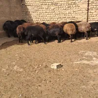 25راس شیشک  دودندان آبستن مایه داریم داره|حیوانات مزرعه|سجاس رود, |دیوار