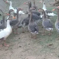 غاز قو یا غاز دورگه تعداد ۱۸ دونه