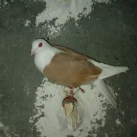 کبوتر|پرنده|فاروج, |دیوار