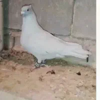 الماسی موشی