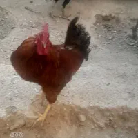 خروس محلی