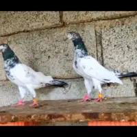 کبوترپاکستانی|پرنده|تهران, راه آهن|دیوار