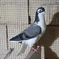 بوم کبوتر فروشی|پرنده|اصفهان, زهران|دیوار