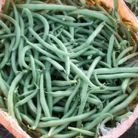 فروش لوبیا سبز
