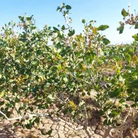 1هکتار باغ پسته نوع پیوند بادمی سفید|فروش دفتر صنعتی، کشاورزی، تجاری|نیشابور, مازول|دیوار