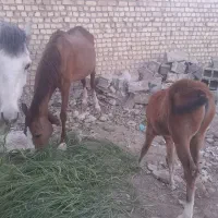 اسب|اسب و تجهیزات اسبسواری|قم, جاده معدن|دیوار