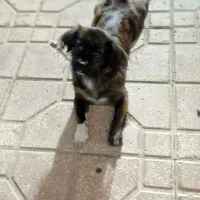 سگ واگذاری