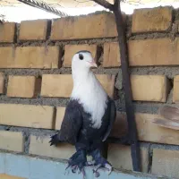 کله سفید سرور  زرد دم سفید  کبوتر