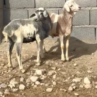 بره های آفریقایی و بزغاله صلاله