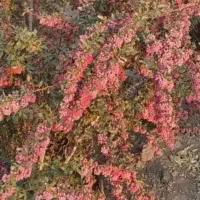 خزرشکرویدرخت