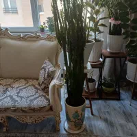 گل‌افوریا