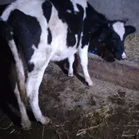 ۲ راس لیشه سیمنتال وهلشتاین اصیل گاو|حیوانات مزرعه|رشت, رودبارتان|دیوار