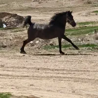 مادیان و کره مادیان نژاد کورد|اسب و تجهیزات اسبسواری|بوکان, |دیوار