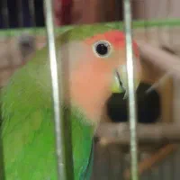 کوتوله برزیلی|پرنده|شیراز, کوشک میدان|دیوار