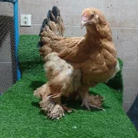 مرغ و خروس برهما تخمگذار اصیل و لاری|حیوانات مزرعه|پیشوا, |دیوار