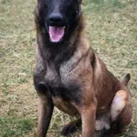 سگ مالینویز نر