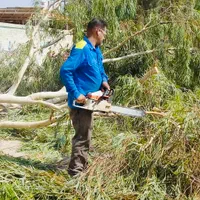 درخت بری ،رایگان قطع،بریدن درخت،هرسکاری اره|خدمات باغبانی و درختکاری|اهواز, پادادشهر|دیوار