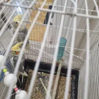 طوطی عروس مولد|پرنده|هشتگرد, فاز ۲ مهستان|دیوار