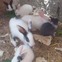 خرگوش مولد بچه گرگوش