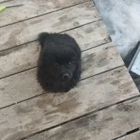 توله میکس اشپیتز با پامر روباهی واگذاری