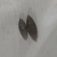 انگشتر پر برکت