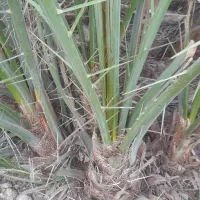 افروخ نخل برحی و مجول وبریم وسعمران