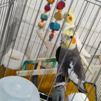 عروس هلندی نر سینامون ماده لوتینو ماده ۸ تخم|پرنده|جیرفت, |دیوار