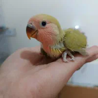 جوجه کوتوله و عروس هلندی