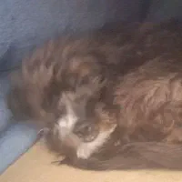 واگذاری حیوان خانگی