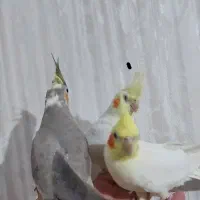 عروس هلندی سه عدد|پرنده|صحنه, |دیوار