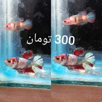 ماهی فایتر|ماهی|تبریز, |دیوار