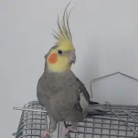 عروس هلندی نر