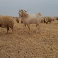 بز برای فروش